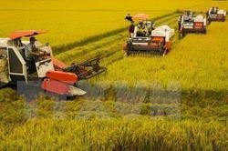 Thị trường nông sản tuần qua: Giá lúa gạo tiếp tục giảm