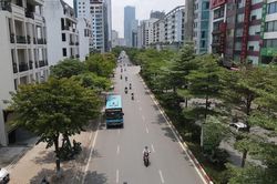 Thay thế cây phong lá đỏ: Lựa chọn cần thiết để duy trì cảnh quan đô thị