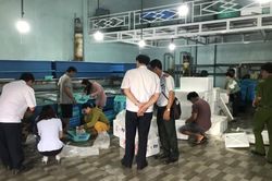 Xử phạt các cơ sở cung cấp tôm hùm giống ở Khánh Hòa