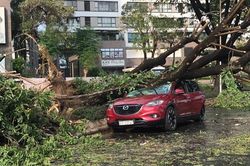 TP HCM: Mưa lớn, gió giật mạnh làm cây đổ đè bẹp một chiếc ô tô