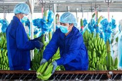 HAGL Agrico sắp phát hành cổ phiếu riêng lẻ để hoán đổi nợ cho Thagrico