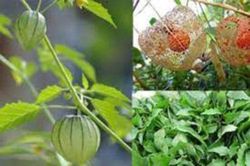 Mọc bờ, mọc bụi ở Việt Nam chả ai thèm, những loại cây củ này 'xuất ngoại' lại hàng hiếm