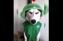 Chú chó nổi cáu vì bị chủ biến thành trò cười
