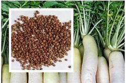 Hạt cải củ - Vị thuốc hay