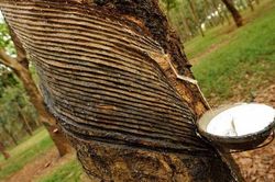 Giá cao su hôm nay 13/4: Sàn Nhật Bản vẫn 'đỏ rực', nhu cầu nhập khẩu cao su của Trung Quốc ở mức cao
