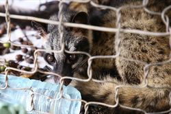 WHO: Động vật hoang dã là nguồn gốc của hơn 70% số bệnh truyền nhiễm mới