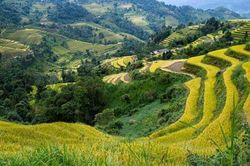 Hoàng Su Phì đẹp như tranh vẽ mùa lúa chín