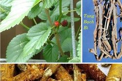 Bài thuốc trị ôn bệnh