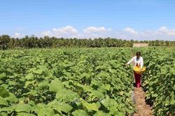 Trà Vinh: Thúc đẩy chuyển đổi cây trồng vật nuôi