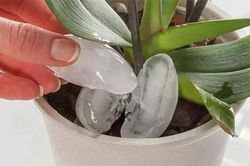 Thả 3 viên đá lạnh vào chậu cây, nhận ngay kết quả đầy kinh ngạc