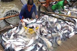 Quý I/2021: Xuất khẩu cá tra tăng 0,6% so với cùng kỳ