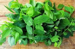 Những người tuyệt đối không nên ăn rau ngót
