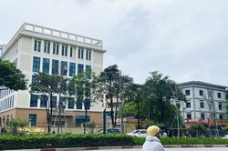 Hà Nội: Thay thế cây phong lá đỏ là cần thiết
