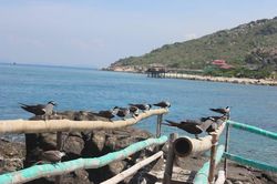 Đảo Yến – Một khúc ca