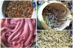 4 loài 'ngoe nguẩy' nhìn chết khiếp lên mâm thành đặc sản 'hốt tiền'