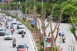 Đừng ứng xử 'ngẫu hứng' với cây xanh đô thị