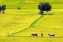 Gọi về quê hương