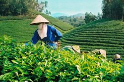 Nhiều cơ hội để xuất khẩu chè sang thị trường Australia