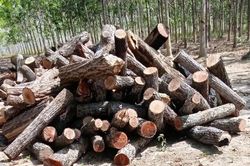 Công an điều tra thông tin 'đoàn xe chở gỗ về xưởng ở huyện Chư Prông'