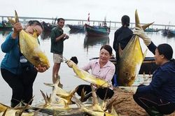 Trúng đậm mẻ cá chim vàng, ngư dân thu hơn nửa tỷ đồng