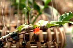 Đem mộc hương 'huynh đệ' tiền tỷ đổi lấy 1 kie lan đột biến