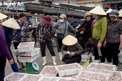 Mực 'luộc tươi' trên tàu cá giúp ngư dân Nghệ An lãi hàng trăm triệu một chuyến biển