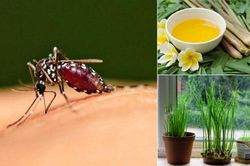 6 mẹo đuổi muỗi đơn giản, an toàn cho căn nhà của bạn