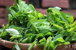 Ăn rau ngót không đúng cách bạn sẽ biến chúng thành thuốc độc