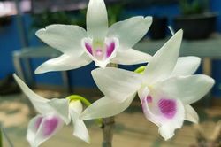 Sau vụ chủ vườn lan 'ôm' cả trăm tỷ bỏ trốn: Giá lan đột biến hiện thế nào?