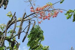 Đưa cây ô môi vào kế hoạch trồng cây xanh trên địa bàn