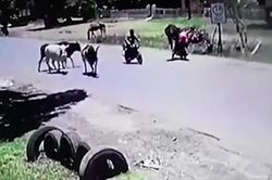 Bị chặn đường, bò điên 'tung cước' đá văng người phụ nữ đi xe máy