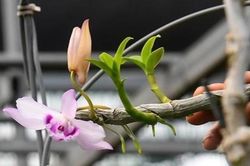 Có xử lý hình sự chủ vườn lan bị tố bỏ trốn cùng 200 tỷ đồng?