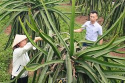 Bước tạo đà của Lập Thạch