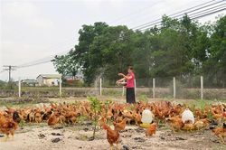 Phụ nữ Hải Phú thi đua phát triển kinh tế