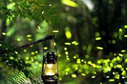Đom đóm ở đâu giữa vạn ánh đèn