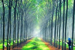 Nâng cao giá trị cây cao su