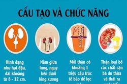 Dấu hiệu cảnh báo chức năng thận suy giảm
