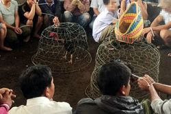 'Úp sọt' sới gà 'khủng'
