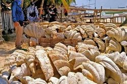 Vỏ sò tai tượng Philippines đặc biệt sao giá triệu USD?