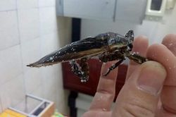 Loại côn trùng giống gián bán 3,5 triệu/kg, nhà giàu mua về hưởng thơm