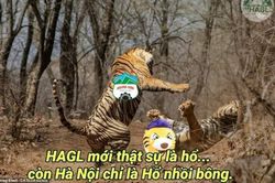 Fan HAGL chế ảnh cà khịa: 'Hà Nội FC chỉ là... hổ nhồi bông'