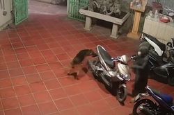 Clip: Chó đuổi cô gái chạy vòng quanh xe