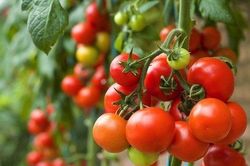 Chớ dại kết hợp cà chua với 3 thực phẩm này, cẩn thận kẻo hối hận không kịp