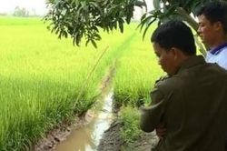Đi cắm lại mốc giới ruộng lúa, người đàn ông dính bẫy diệt chuột tử vong