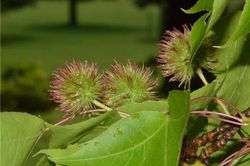 Lộ lộ thông trị đau nhức xương khớp