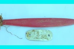 Tiếp tục phát hiện hài cốt liệt sĩ kèm di vật có khắc tên