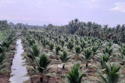 Mưa đầu mùa giúp nhiều tuyến sông hạ độ mặn