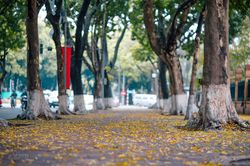 Có một Hà Nội đẹp mơ màng trong mùa lá sấu bay
