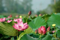 TP. Vinh xây dựng cánh đồng sen phục vụ du lịch sinh thái