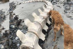 Bộ xương bí ẩn được tìm thấy ở Scotland là của quái vật hồ Loch Ness?